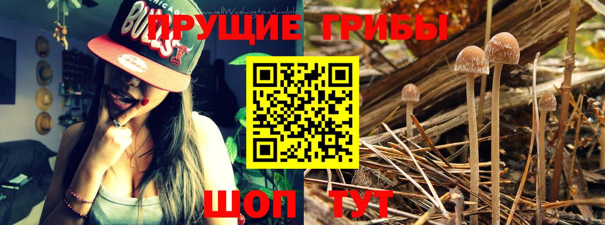 Галлюциногенные грибы прущие грибы Череповец